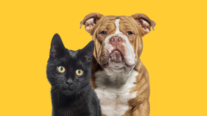 Perro y gato