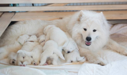 Perra con sus cachorros