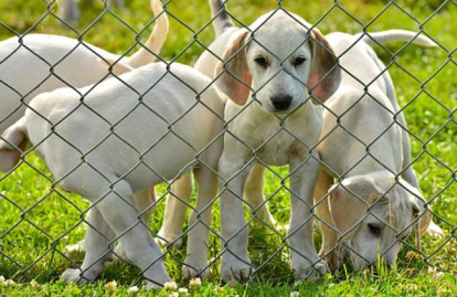 Cachorros