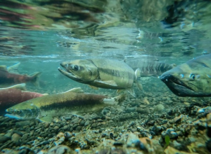Salmones