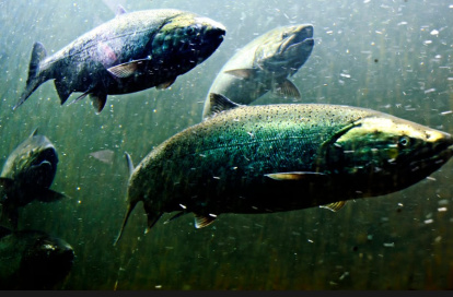 Salmones