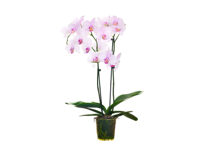 La orquídea de Lidl por 9 € sorprende por su porte elegante y estética de floristería de lujo.