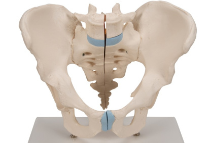Pelvis masculina