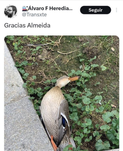 El presidente de Renfe, Álvaro Fernández Heredia, difunde el bulo del pato muerto en la mascletà de Madrid