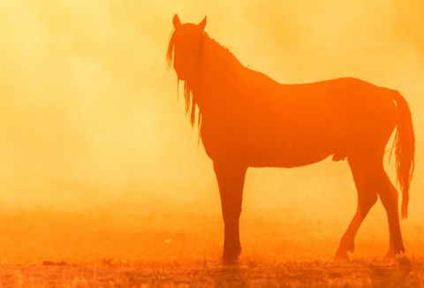 Caballo