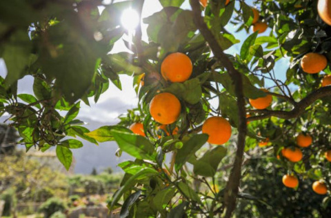 Campo de naranjas
