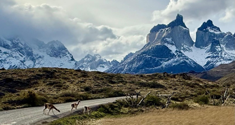 Cuernos del Paine y guanacos: a ellos no les impresiona, a ti sí.