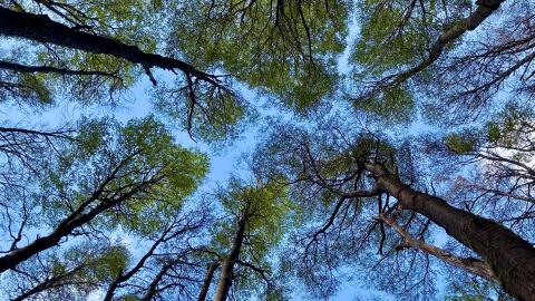 Bosques de lenga en Torres del Paine: mirar arriba y sentirte pequeño