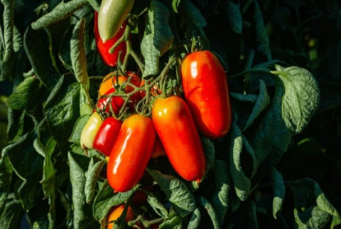 Tomates pera maduros