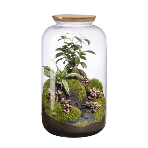 Los modelos con ficus ginseng destacan por su diseño sofisticado y su efecto decorativo en cualquier espacio