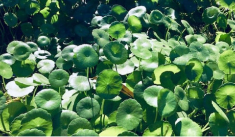 Centella asiática