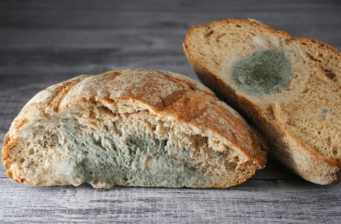 Pan con moho