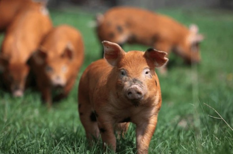 Cerdos Duroc