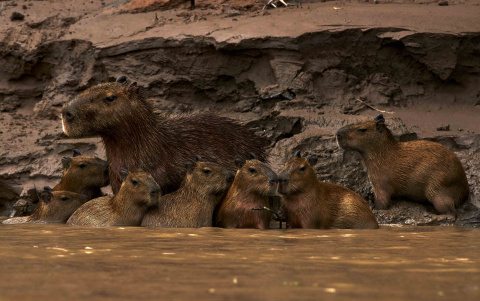 Las capibaras despiertan una ternura difícil de resistir.