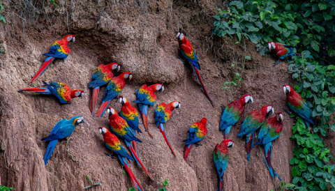Los guacamayos protagonizan uno de los espectáculos naturales de Tambopata.