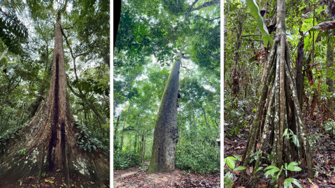 De izquierda a derecha: ceiba, castaño amazónico y palmera caminante.