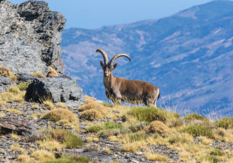 Descubre el Parque Nacional de Sierra Nevada: flora y fauna