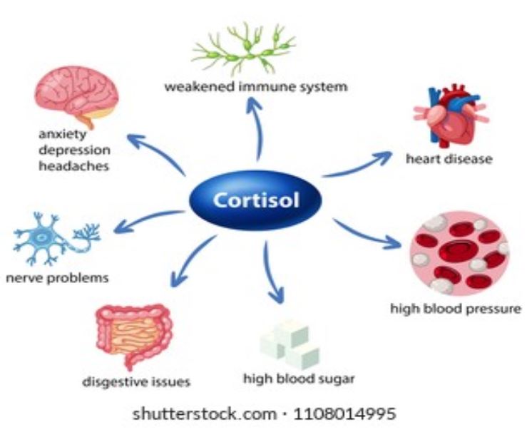Cómo bajar el cortisol de forma natural: 7 claves sencillas que ...